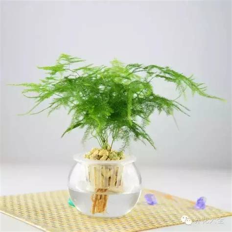 水 種 植物|10種最適合室內種植的水養植物，簡單省錢！